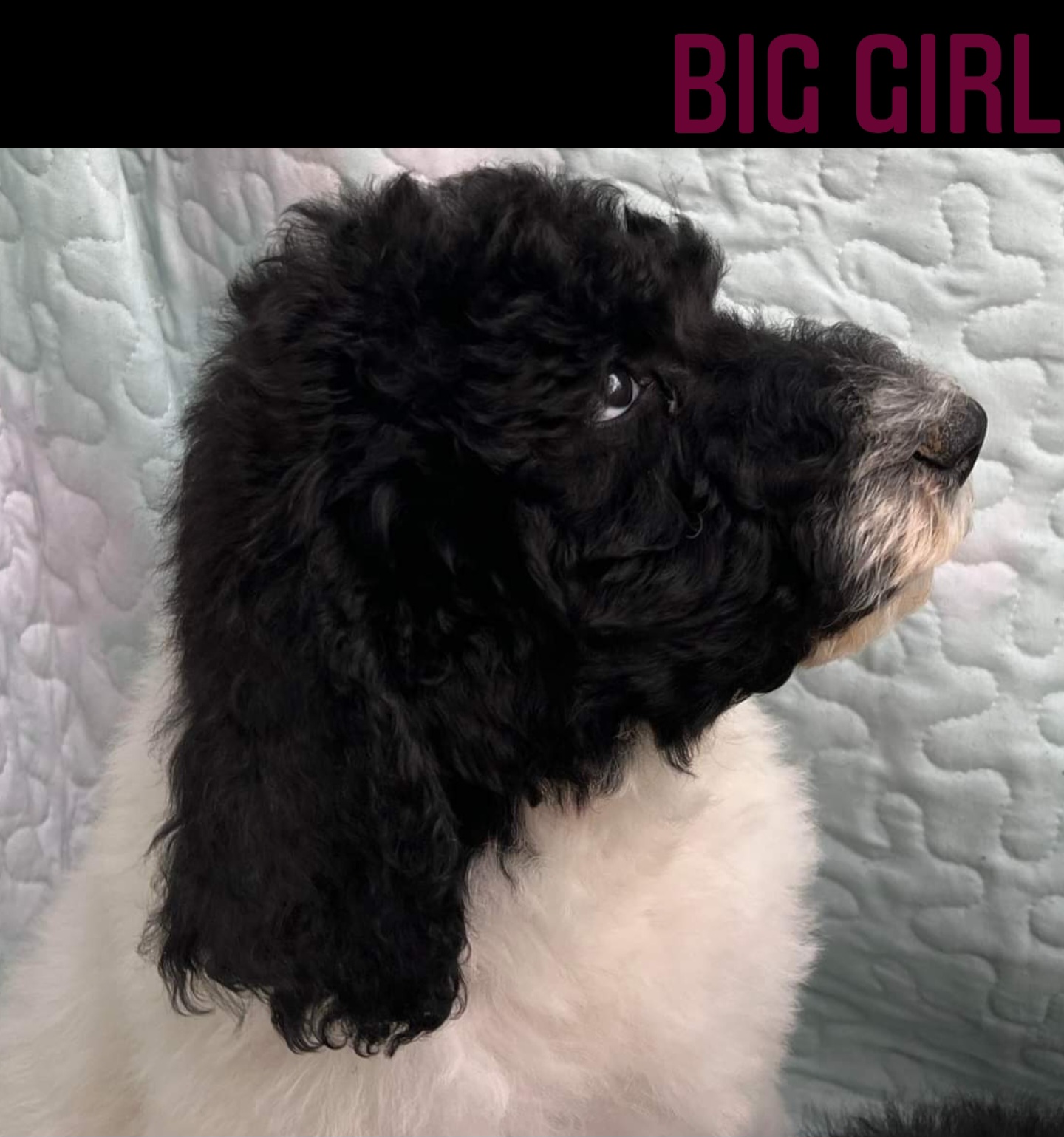 Goldendoodle and Poodle Puppies from Elizabeth Rocha's Doodles