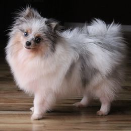 Whisper  - Pomeranian