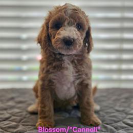 Blossom - Apricot female Goldendoodle puppy in Summerville, South Carolina from Channys Doodles