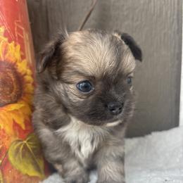 Cavalier King Charles Spaniel, Chihuahua, Goldendoodle, and Shihpoo Puppies from That’s My Puppy