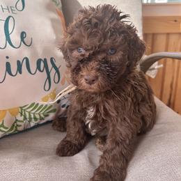 Boy ( tan) - Chocolate male Labradoodle puppy in Lowville, New York from Pleasant View Labradoodles and micro cockapoos