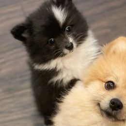 Pomeranians from Tinker