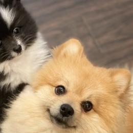 Pomeranians from Tinker