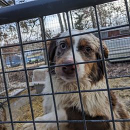 Girl 4 - Red merle Miniature Australian Shepherd puppy in St. Louis, Missouri from Spotted Rump Ranch