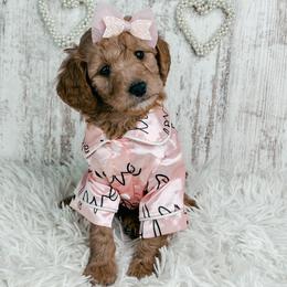 Donner - Red  female Goldendoodle puppy in Otisville, Michigan from Danie’s Darling Doodles LLC