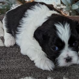 Boy 1 - Black and white Shih Tzu puppy in Marion, Illinois from Jackie Lange's Shih Tzus