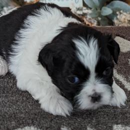 Boy 1 - Black and white Shih Tzu puppy in Marion, Illinois from Jackie Lange's Shih Tzus