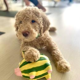 Roscoe (Green Collar) - Cream male Labradoodle puppy in Toledo, Washington from Bigfoot Doodles