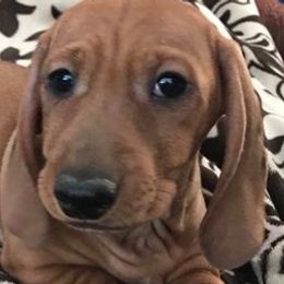 Dachshunds and Labrador Retrievers from Kinyon Dee’s Doggies