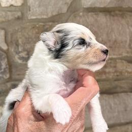 Shetland Sheepdog Puppies from Somerlake Shetland Sheepdogs