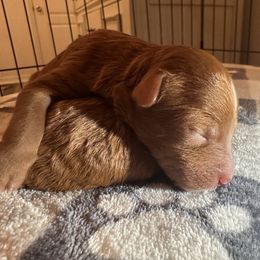 Goldendoodle Puppies from Golden doodle love 💕