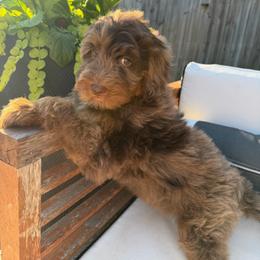 Maya - Chocolate merle female Bernedoodle puppy in Mobile, Alabama from Colonial Doodles