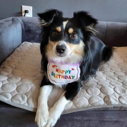 Aussiedoodle and Miniature Australian Shepherd Puppies from Maple Ridge Mini Aussies