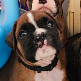 Scar (hare lip) - Fawn male Boxer puppy in East Moline, Illinois from WildRiver Boxers