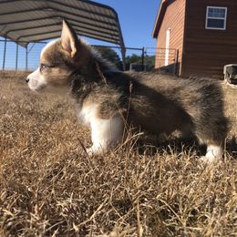 Pembroke Welsh Corgi Puppies from Loves Classic Corgis