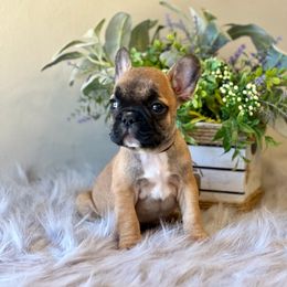 French Bulldog Puppies from Shining K Ranch