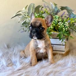 French Bulldog Puppies from Shining K Ranch