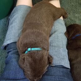 Labrador Retriever Puppies from Copper Creek Outfitters and Kennel