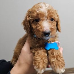 Waltz - Red  female Goldendoodle puppy in Pittsburg, Texas from Grace Springs Goldendoodles