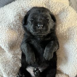Black Male 3 - Black male Labrador Retriever puppy in Lagrange, Ohio from SKI Labradors