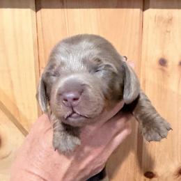 CKC Boy 3 blue - Fawn (Isabella) male Dachshund puppy in Grand Valley, Pennsylvania from Dachshunds on the Hill