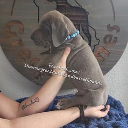 Blue Collar - Blue male Great Dane puppy in Alton, Illinois from Show Me Great Danes and Basset Hounds