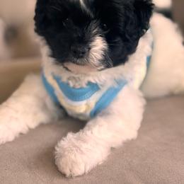 Rolex F1 POMAPOO - Parti male Assorted Doodle Crosses puppy in Rossville, Georgia from Kendra’s Georgia Peach Pomapoos