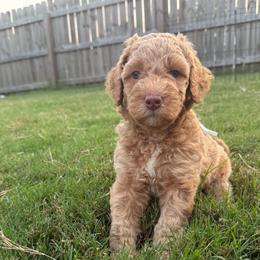 White - Apricot female Goldendoodle puppy in Morris, Alabama from 4H Doodles