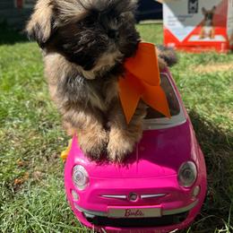 Buzz - Sable male Shih Tzu puppy in Lakewood, Ohio from Purelyshihtzupups