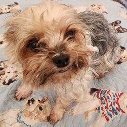 Jack - Yorkshire Terrier