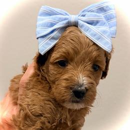 Sneezy - Red  female Goldendoodle puppy in Bradenton, Florida from Christianna’s Mini Goldendoodles