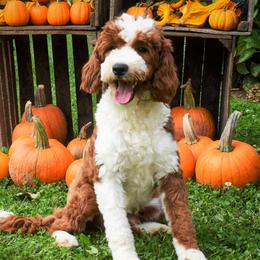 Leo - Goldendoodle