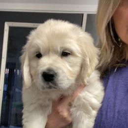 Golden Retriever Puppies from Life is Golden Retrievers