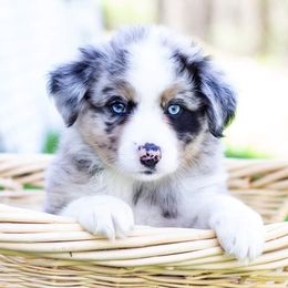 Border Collie, Miniature American Shepherd, and Miniature Australian Shepherd Puppies from Greenbriar Hills