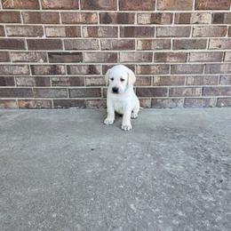 Baxter - Yellow male Labrador Retriever puppy in Woodburn, Indiana from Marlene's Labrador Retrievers