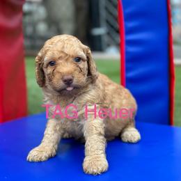 TAG Heuer - Caramel female Australian Labradoodle puppy in Alamo, Texas from QuiSal Labradoodles