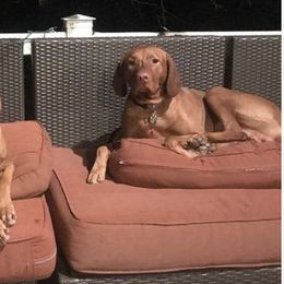 Vizslas from Andrea St. John's Vizslas