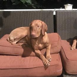 Vizslas from Andrea St. John's Vizslas