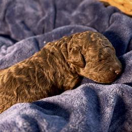 Boo Bear - Chocolate male Goldendoodle puppy in Mc Kinney, Texas from Flair Doodles