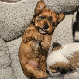 Coco - Gold female Shorkie puppy in Chattanooga, Tennessee from Passion Pups TN
