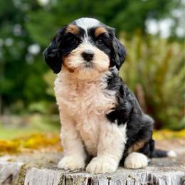 Drizella (Purple Collar) - Tri-color female Bernedoodle puppy in Stanwood, Washington from Butter Cup Pups and Paws