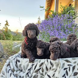Boy 1 - Poodle puppy from Coplar Creek Standard Poodles
