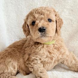 Girl 1 - female Double Doodle puppy in Clarks Hill, South Carolina from Rosie’s Double Doodles