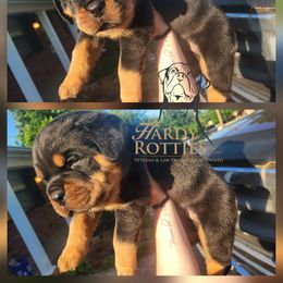 Rottweiler Puppies from Hardy Rotties