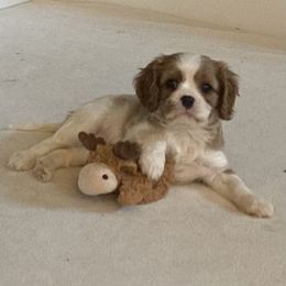 Cavalier King Charles Spaniel Puppies from Mapleview Cavalier King Charles Spaniels