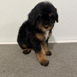 Girl 4 - Tri-color female Bernedoodle puppy in Spring Hill, Florida from Ohana Doodles
