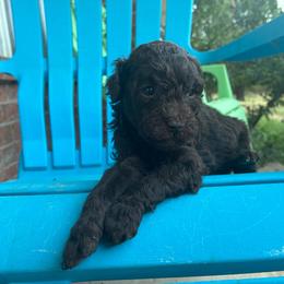 Willa F1B - Red female Aussiedoodle puppy in Oklahoma City, Oklahoma from Foneb Farm - The F1B Farm