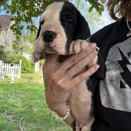 Rhingo - Mantle male Great Dane puppy in Cadillac, Michigan from Garrow Danes House of Blues