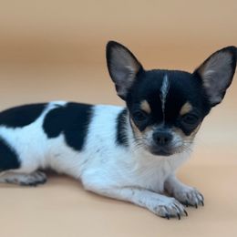 Pebbles - Black and white male Chihuahua puppy in Smyrna, Georgia from GeorgiasChihuahuas