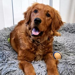 Golden Retrievers from Krueger Goldens